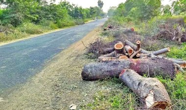 लाखांदूरात अवैध वृक्षकटाई? वनपरिक्षेत्राधिकाऱ्यांच दुर्लक्ष...
