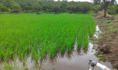 धान पिकावर खोडकिडीचे संकट.! वातावरणातील बदलाचा परिणाम...