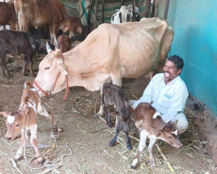 अजबच घटना.! मोहाडी येथे गाईने दिला चक्क तीन वासरांना जन्म...