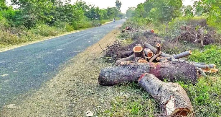 लाखांदूरात अवैध वृक्षकटाई? वनपरिक्षेत्राधिकाऱ्यांच दुर्लक्ष...