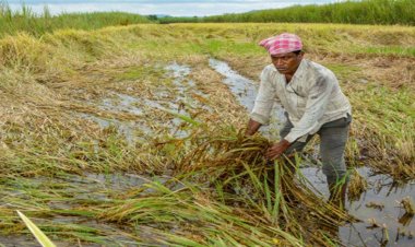साकोली तालुक्यात अवकाळी पावसाने रब्बी पीकाचे नुकसान...