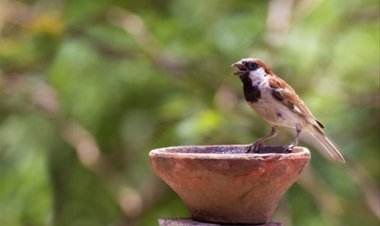 उन्हाच्या तडाख्याने चिमण्यांवर ओढवतोय मृत्यू : डॉ. राजेश चंदवानी.! नागरिकांनी घराच्या आवारात पाणी ठेवणे गरजेचे...