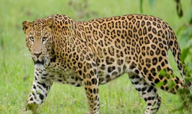 तळेगाव येथे भरदिवसा बिबट्याचे दर्शन, पिंजरा लावण्याची मागणी...