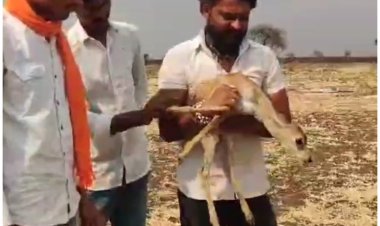 आंबेगाव येथे पाण्यासाठी विहीरीत पडलेल्या पाडसाना वन्यजीव रक्षकाकडून जीवदान