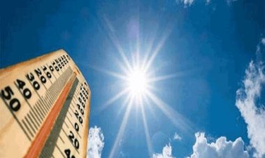 वाढत्या तापमानामुळे पक्षांना उस्माघाताचा सर्वाधिक धोका...