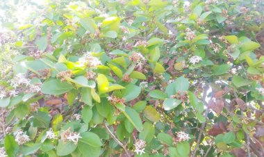 ढगाळ वातावरणामुळे  डोंगरची काळी मैना संकटांत.! ऐन उन्हाळ्यात खवय्यांची होणार निराशा...