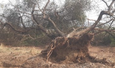 दिंडोरी शहर आणि तालुक्यात वादळी वाऱ्यासह अवकाळी पावसाची हजेरी.! तालुक्यात अनेक ठिकाणी शेती पिकांचे नुकसान...