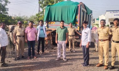 चाकूर येथे गोवंशाची कत्तल करणाऱ्या १० जनावर पोलीसांची कारवाई...