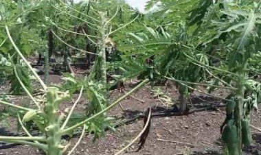 हणमंतवाडी येथे वादळी वाऱ्यासह झालेल्या पावसाने ११ एकर पपईच्या बागेचे नुकसान...