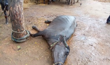 वीज पडून एका म्हशीचा मृत्यू तर एक ईसम जखमी...