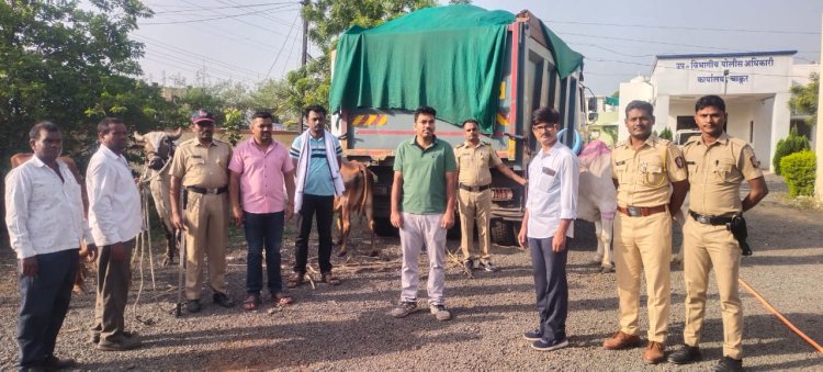 चाकूर येथे गोवंशाची कत्तल करणाऱ्या १० जनावर पोलीसांची कारवाई...