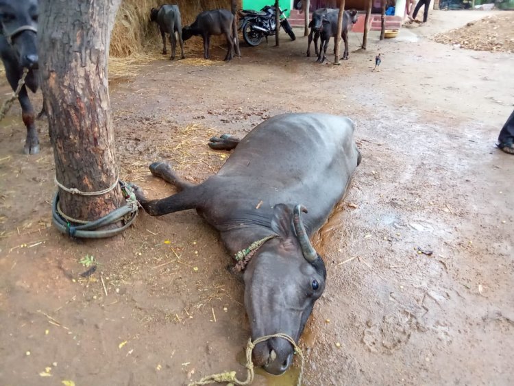 वीज पडून एका म्हशीचा मृत्यू तर एक ईसम जखमी...