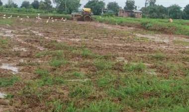 सतत येणाऱ्या पावसाने शेतकऱ्यांना दुब्बार रोवणीची वेळ.! सर्वे करून नुकसान भरपाईची मागणी...