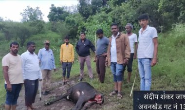 अवनखेड येथे बिबट्याच्या हल्ल्यात दोन बासरी ठार...