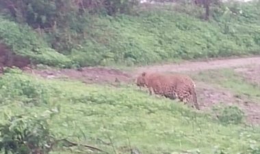 दिंडोरी शहरालगत असणाऱ्या बिबट्याचा त्वरित बंदोबस्त करा ग्रामस्थांची मागणी...