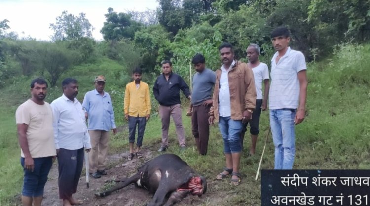 अवनखेड येथे बिबट्याच्या हल्ल्यात दोन बासरी ठार...