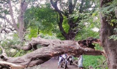 जानोरी - आंबेदिंडोरी या रस्त्याच्याकडेला असलेले जीर्ण झालेले चिंचचे झाड पडल्याने रस्ता बंद...