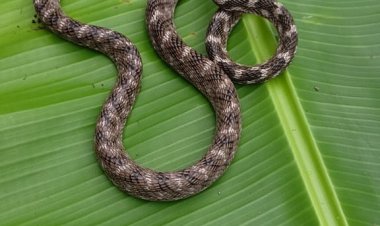 सातपूरला आढळला अतिशय दुर्मिळ फ्रॉस्टन मांजऱ्या साप...