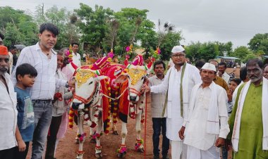 बैलपोळा केवळ शेतकऱ्यांचा उत्सव नाहीतर, सर्वसामान्यांचा उत्सव - हर्ष मोदी