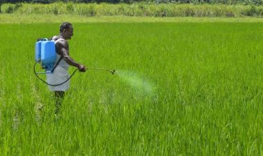 पावसाची रिमझिम सुरूच.! तर किडीच्या प्रादुर्भावाने शेतकरी आला संकटात...