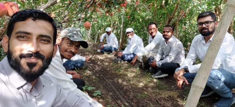 दिंडोरी तालुक्यातील शेतकऱ्यांची डाळिंब उत्पादनाकडे वाटचाल