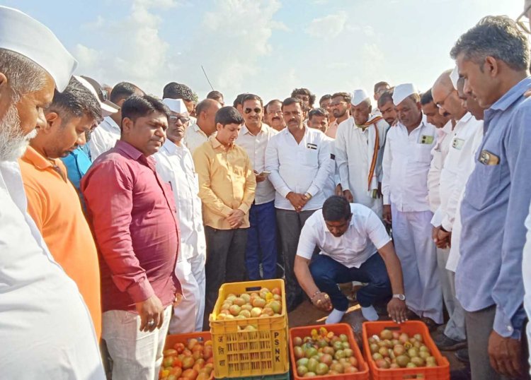 शेतकऱ्यांनी चांगल्या प्रतीचा टोमॅटो प्रतवारी करून विक्रीसाठी आणावा - सभापती  कड