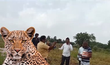 तालुक्यातील शेतकरी बिबट्याच्या सततच्या वावराणे भयभीत; बिबट्याच्या हल्ल्यात गाईचे वासरू मेंढी ठार