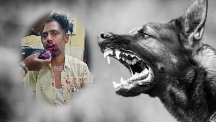 व्यापाऱ्यांवर मोकाट कुत्र्याने केला हल्ला.! हल्ल्यात व्यापारी गंभीर जखमी...