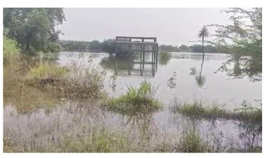 कोळवाडीचा पांदण रस्ता तलावाच्या विळख्यात.! सार्वजनिक समशानभूमी पाझर तलावात मयतांचा अंत्यविधी शेतात...