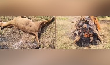 अड्याळ – पवनी मार्गावर पुन्हा वन्यजीवांचा बळी; भरधाव वाहनाच्या धडकेत मादी नीलगाय ठार, चालक पसार...