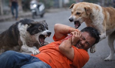 चाकणमध्ये पिसाळलेल्या कुत्र्यांचा हल्ला.! सुमारे 30 नागरिक जखमी... नगरपरिषद प्रशासनची तातडीच्या कठोर उपाययोजना...